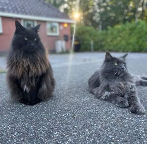 Schapendoes Maine Coon Moos en Binq